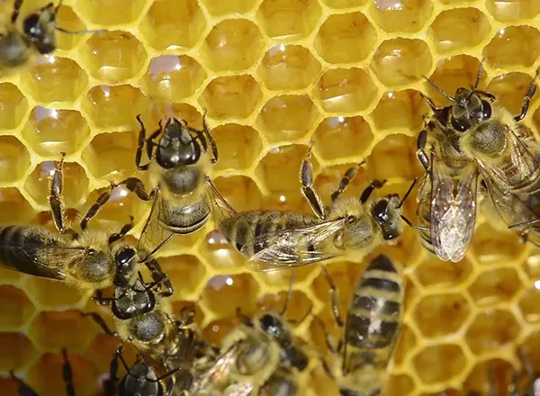 Prerada nektara u med